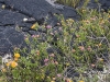 hawaii-07_0066