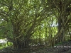 hawaii-07_0072