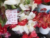 hawaii-07_0111