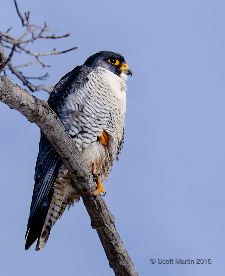 Peregrine Falcon 17