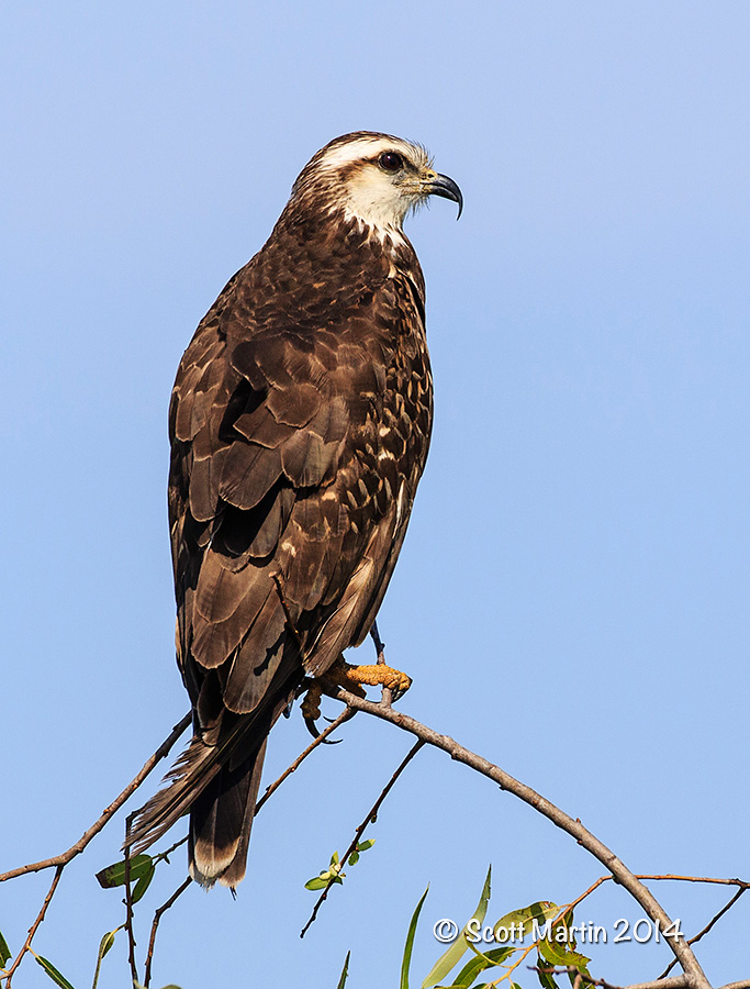 Snail Kite 22