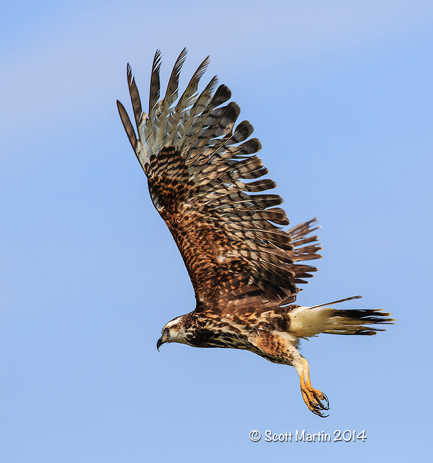 Snail Kite 23