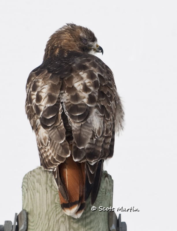 red-tailed-hawk-16