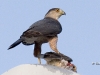 Coopers Hawk 01