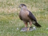 Coopers Hawk 02