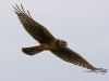 Northern Harrier 01