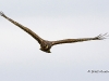 Northern Harrier 02