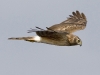 Northern Harrier 03