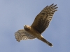 Northern Harrier 04