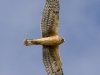 Northern Harrier 05