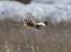 Northern Harrier 06