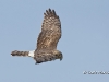 Northern Harrier 08