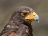 Harris Hawk 01