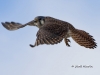 Kestrel 01