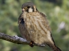 Kestrel 02