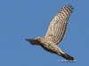 Northern Goshawk 01