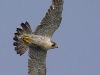 Peregrine Falcon 01