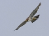 Peregrine Falcon 02