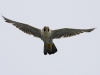 peregrine-falcon-03