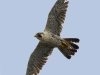 Peregrine Falcon 04
