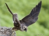 Peregrine Falcon 05