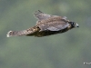 Peregrine Falcon 06