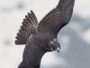 Peregrine Falcon 07