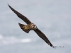 Peregrine Falcon 08