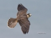 Peregrine Falcon 09