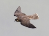 Peregrine Falcon 10