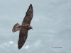 Peregrine Falcon 11