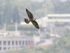 peregrine-falcon-12