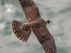 Peregrine Falcon 13