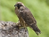 Peregrine Falcon 14