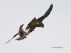 Peregrine Falcon 15