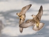 Peregrine Falcon 16