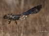 Red Tailed Hawk 01