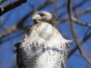 Red Tailed Hawk 02