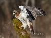 Red Tailed Hawk 03