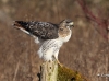 red-tailed-hawk-04