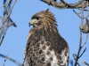 Red Tailed Hawk 05