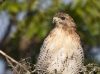 Red Tailed Hawk 06