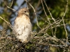 Red Tailed Hawk 07