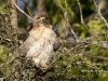 Red Tailed Hawk 08