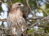Red Tailed Hawk 09
