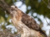 red-tailed-hawk-10