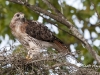 Red Tailed Hawk 11