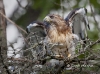 Red Tailed Hawk 12