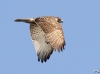 Red Tailed Hawk 13