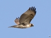 Red Tailed Hawk 14